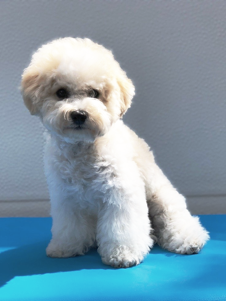 Sunshine, Bichon frisé, Curly-Sunshine.de