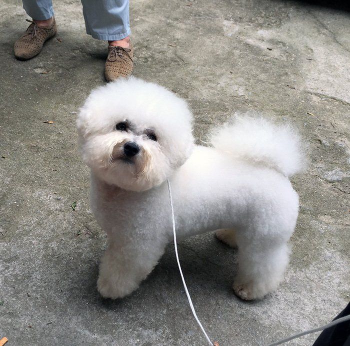Happy, Bichon frisé, Curly-Sunshine.de