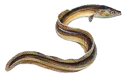 Pour la protection de la faune aquatique