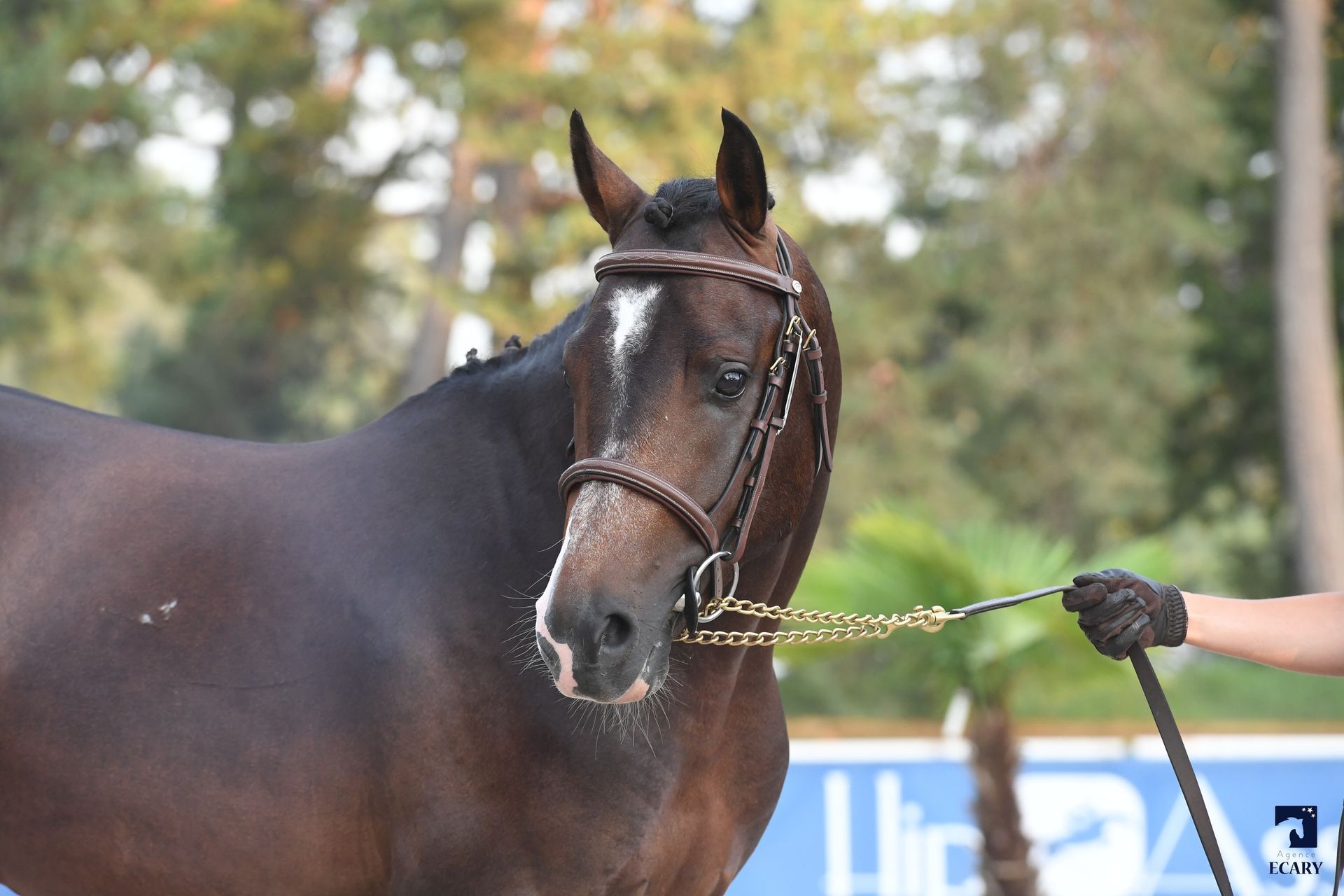 Kenavo du Fayard au modèle à 3 ans