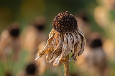 wilted flower depicting drought wilted flower depicting drought