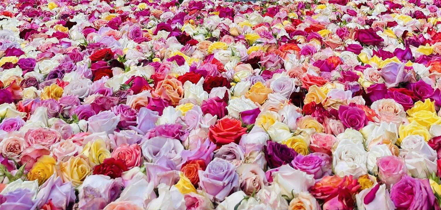 rose blumen psychologische Beraterin in Mönchengladbach