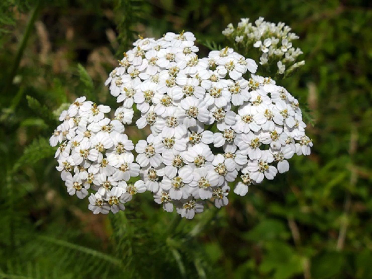 Achillée millefeuille