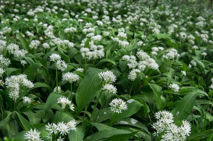 Ail des ours