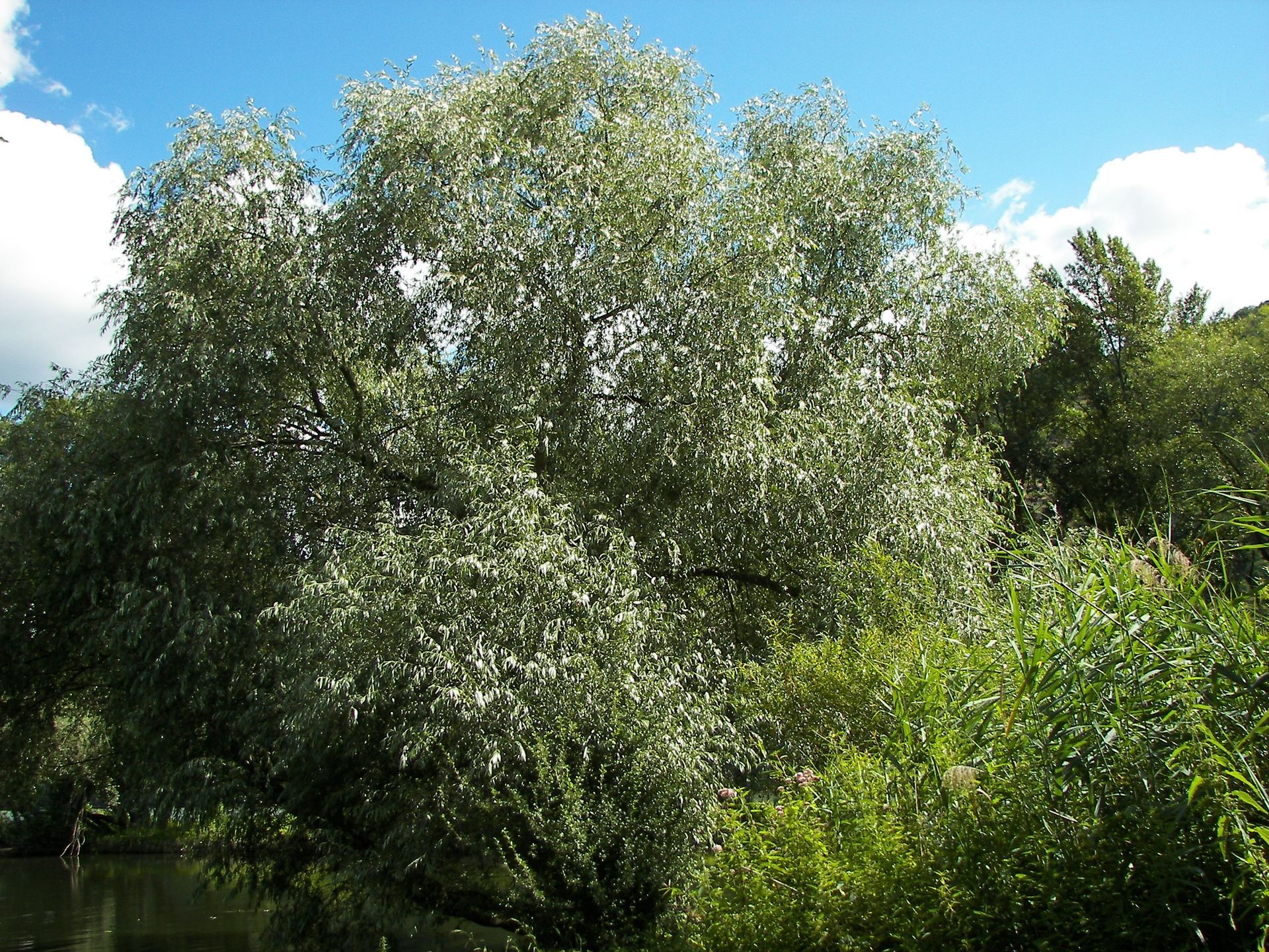 Saule blanc