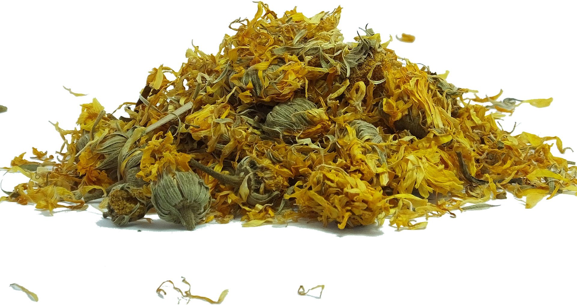 Souci des jardins ou Calendula Souci des jardins (Calendula officinalis)