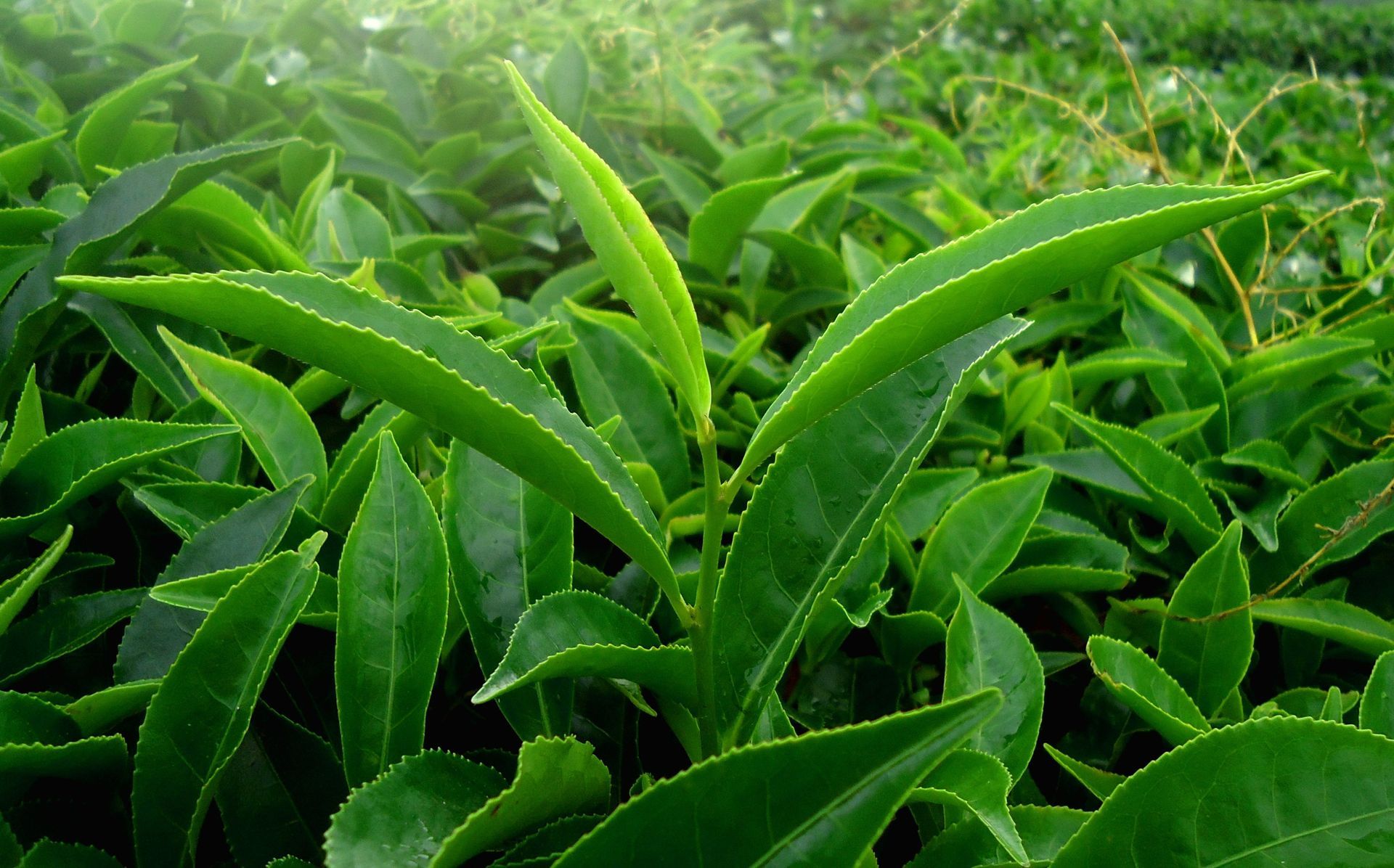 Thé vert de Ceylan