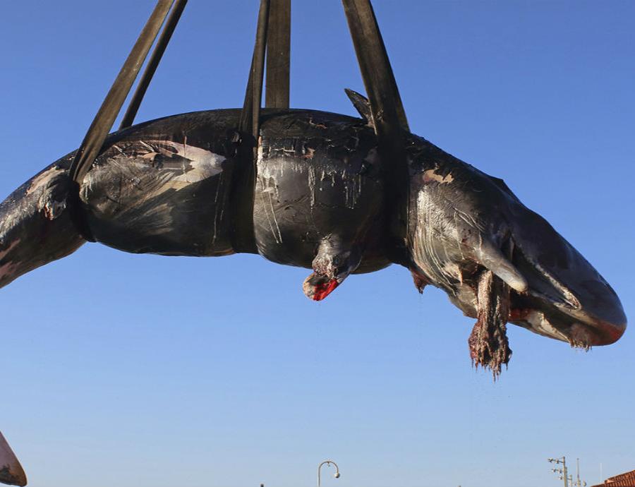 ballena muerta con plástico