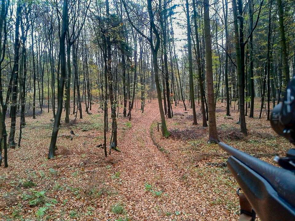 Jagd im Wald