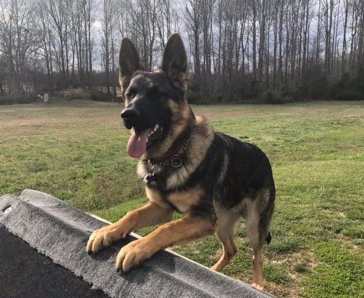 Miniture Schnauzer Zelda