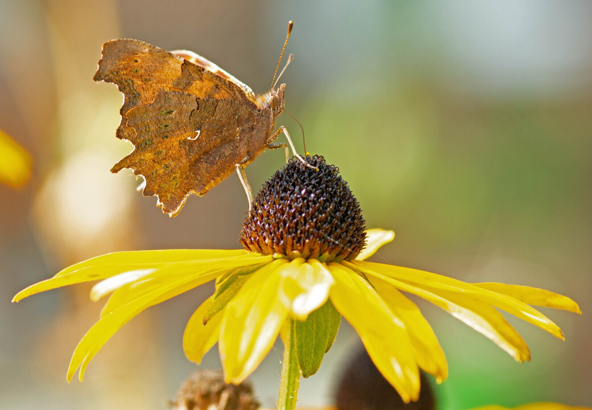Geomantie Zurhold Geomantie Zurhold