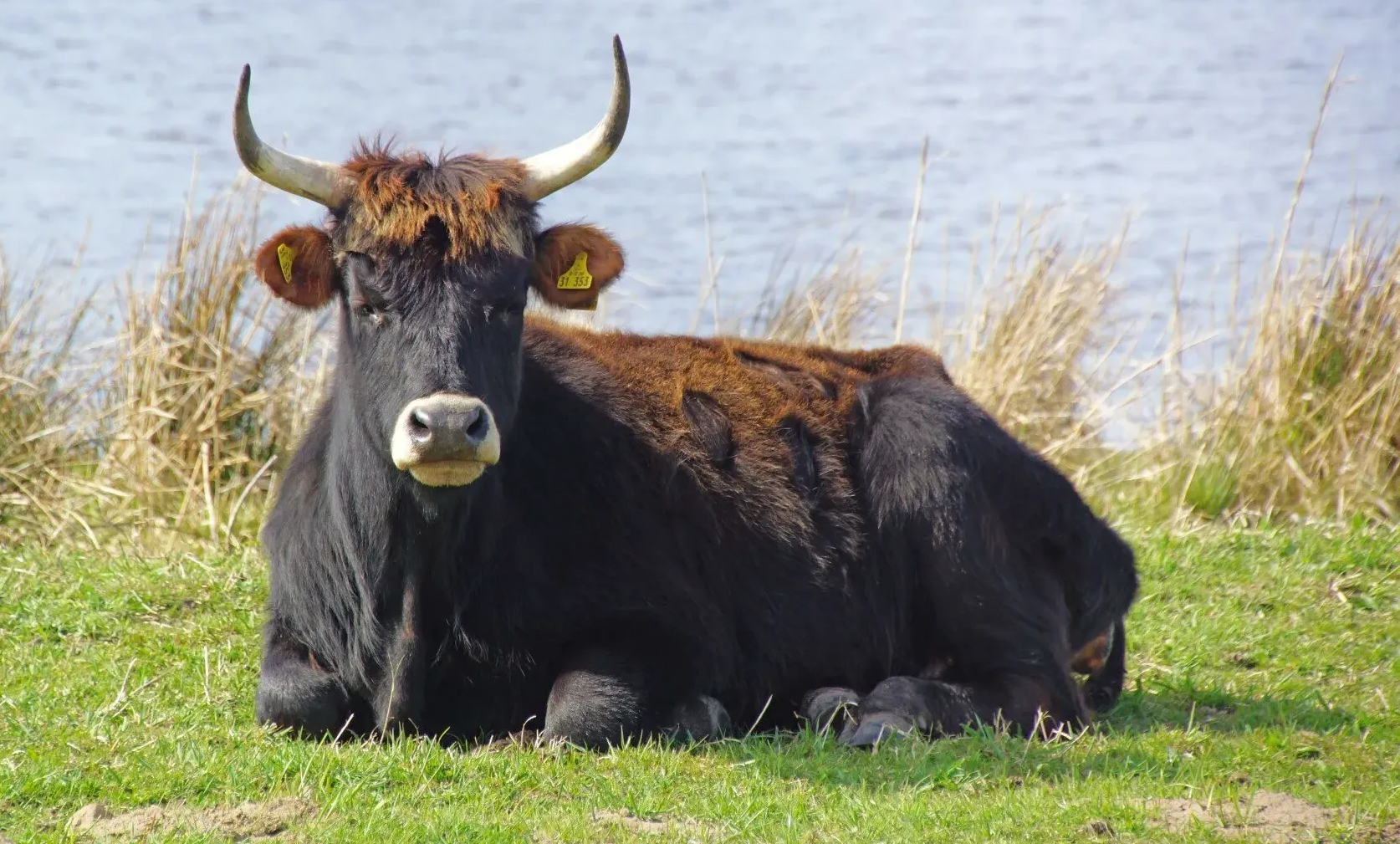 Geomantie bei Tieren und Pflanzen