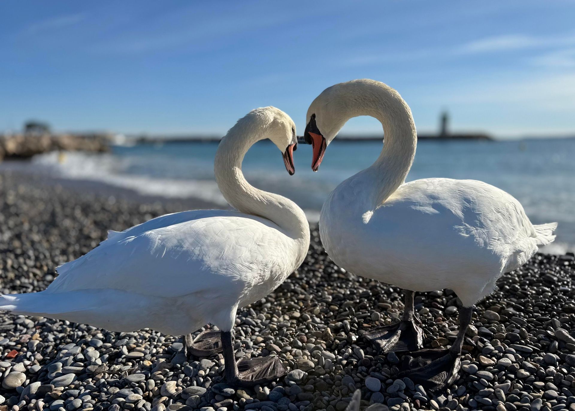 Les Cygnes du Littoral : aimer, c’est aussi savoir protéger