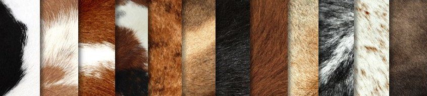 F1 Cow Hides South American free-range cattle Cow Hides South American free-range cattle