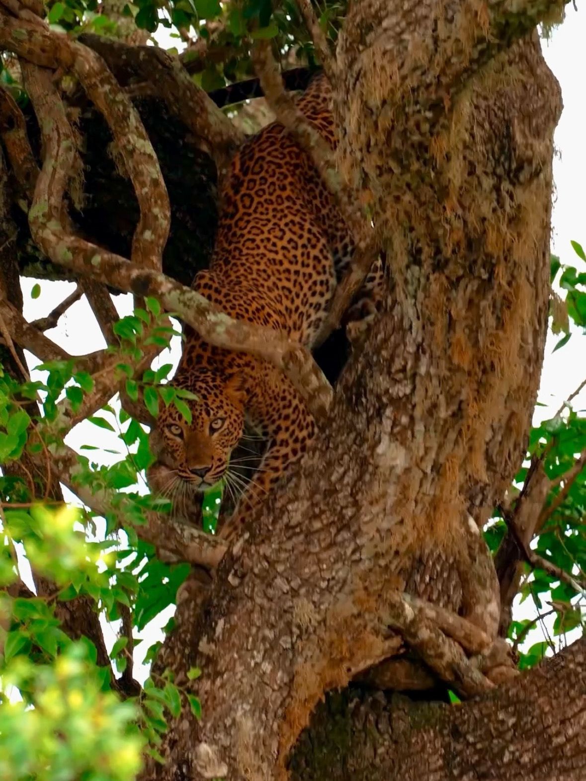 Leopard im Yala Nationalpark, Sri Lanka
