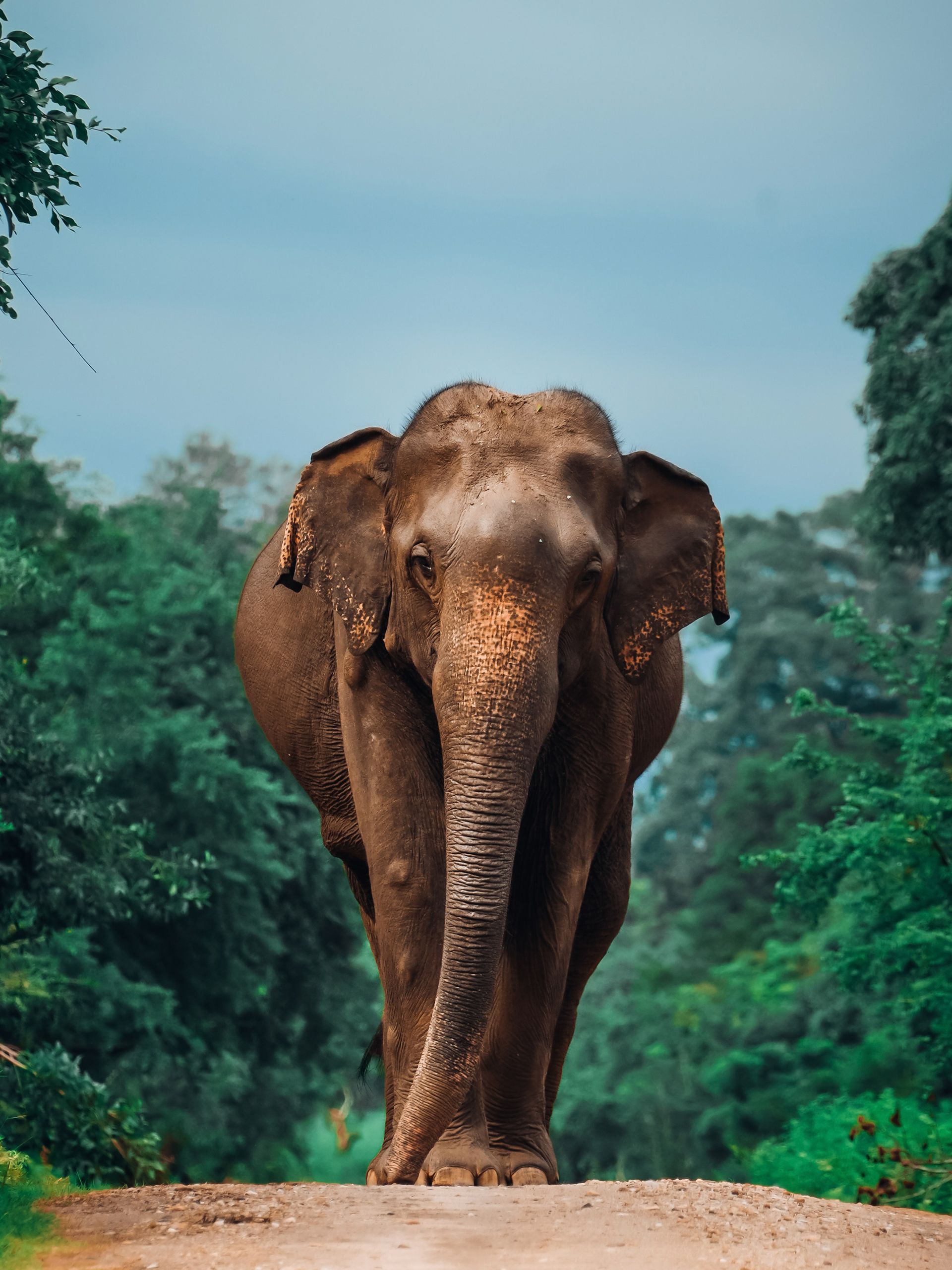 Elefant im Yala Nationalpark, Sri Lanka