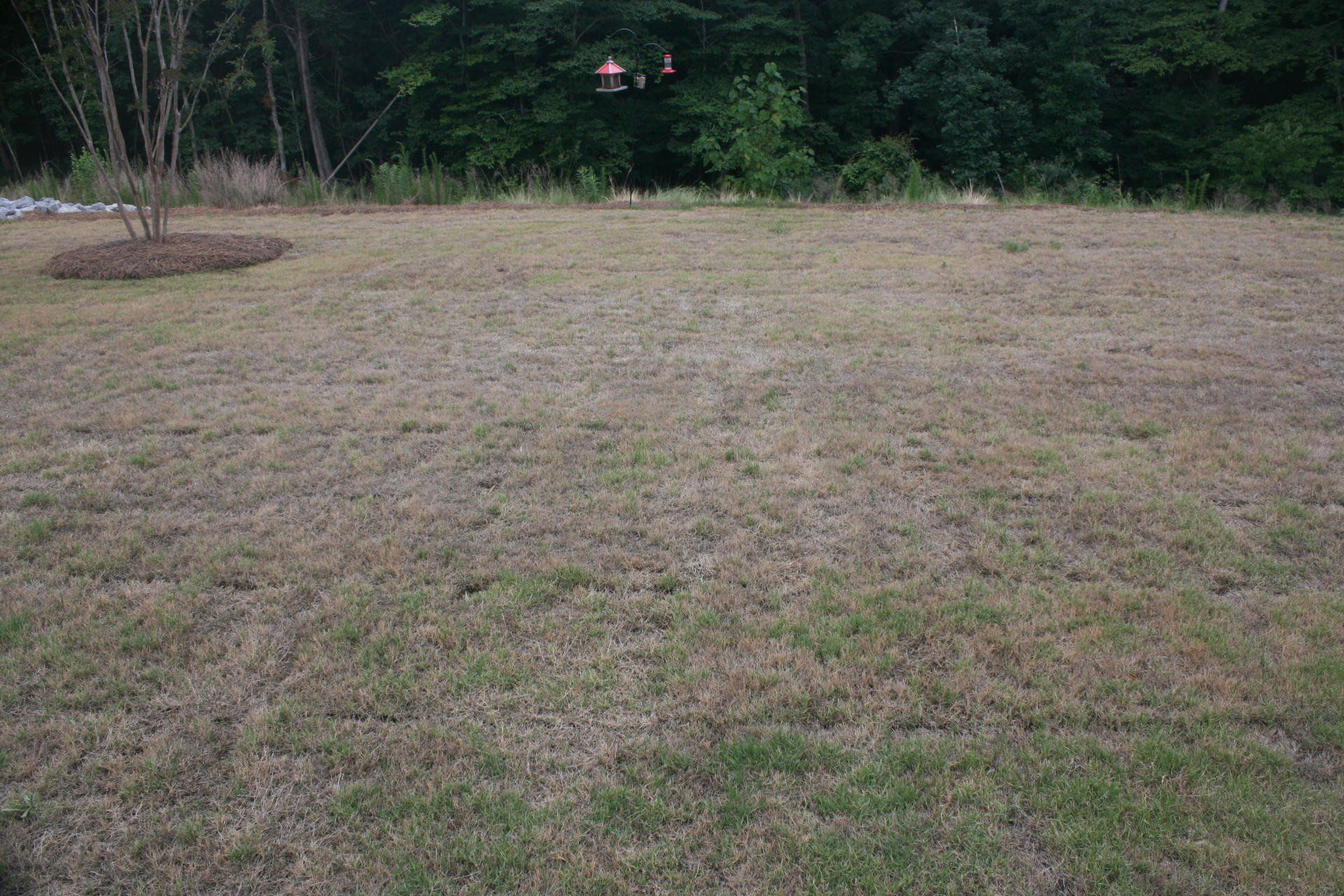 Unacceptable landscaping.