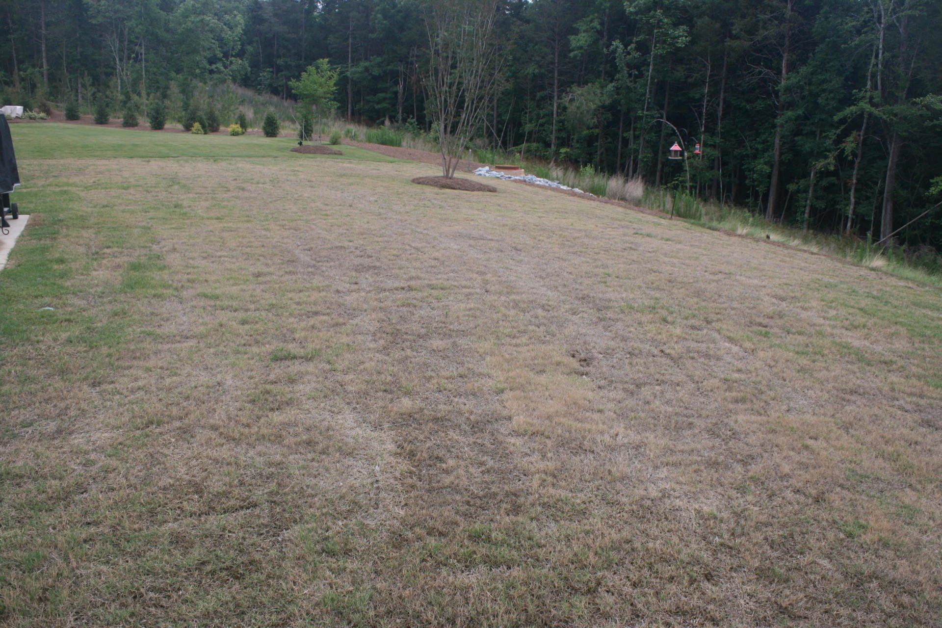 Another photo of our backyard during our 3rd summer in our home.