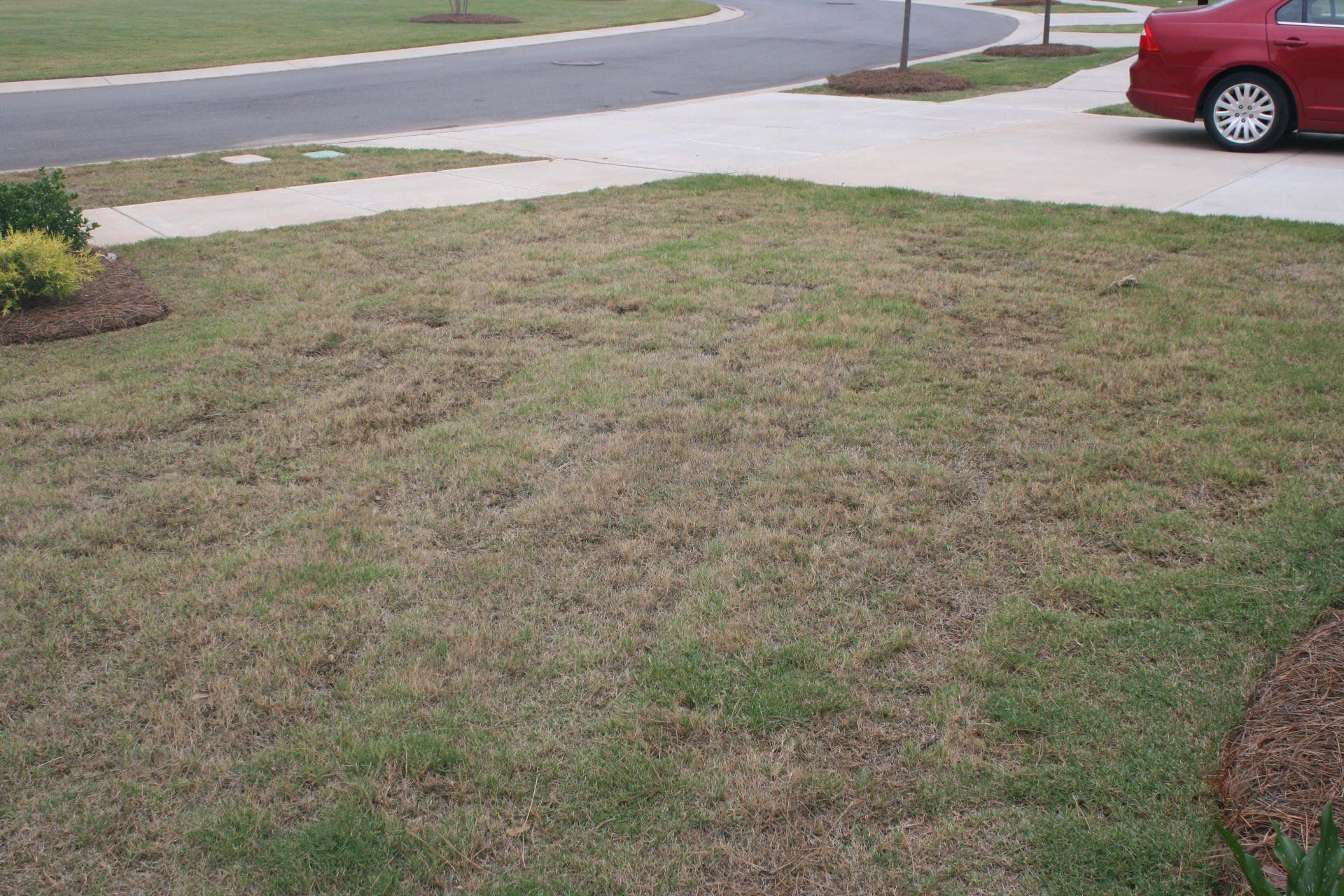 This photo shows the condition of our front lawn during the 3rd spring we were in our new home.
