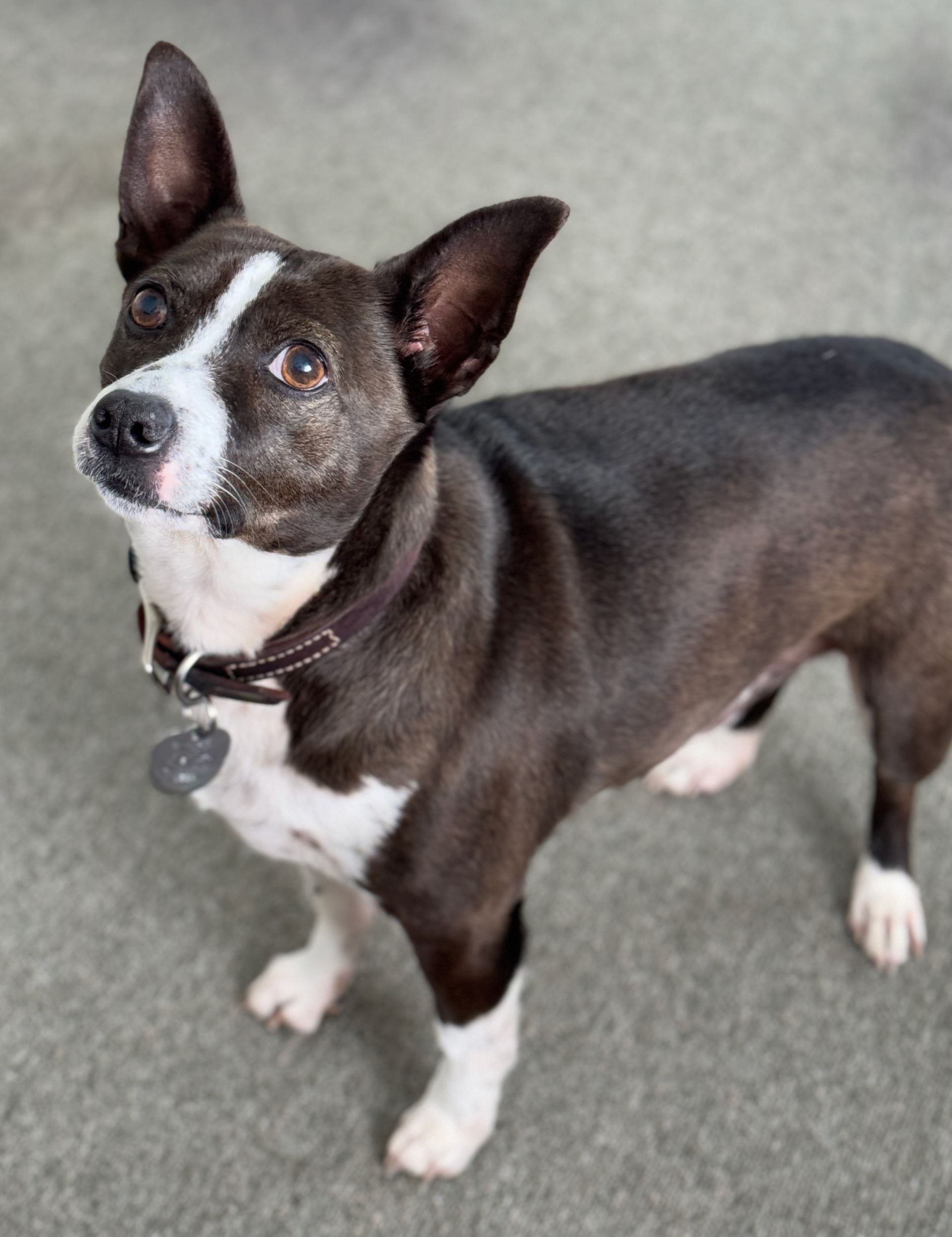 Photo of a black and white dog with collar