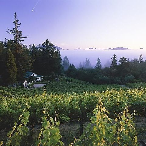 Mountain top vineyard view