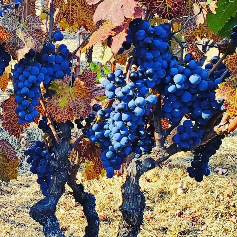 Cabernet grapes