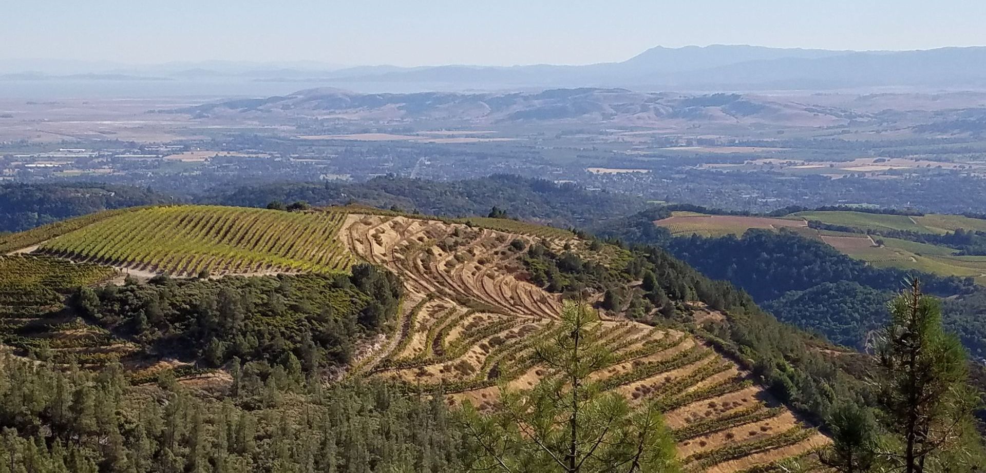 Mountain top vineyard view