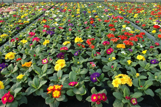 Primula acaulis