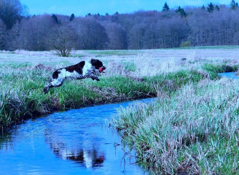 English Springer Spaniel retrieval