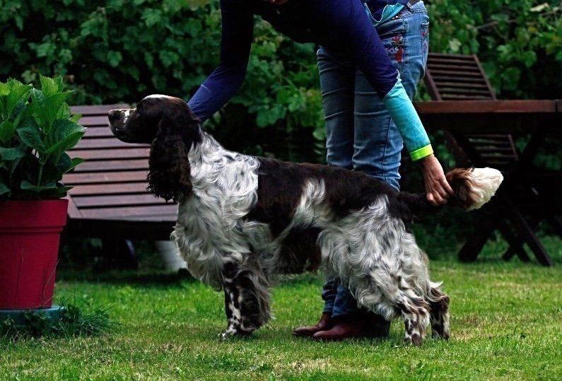 Springfield's Earl Edward