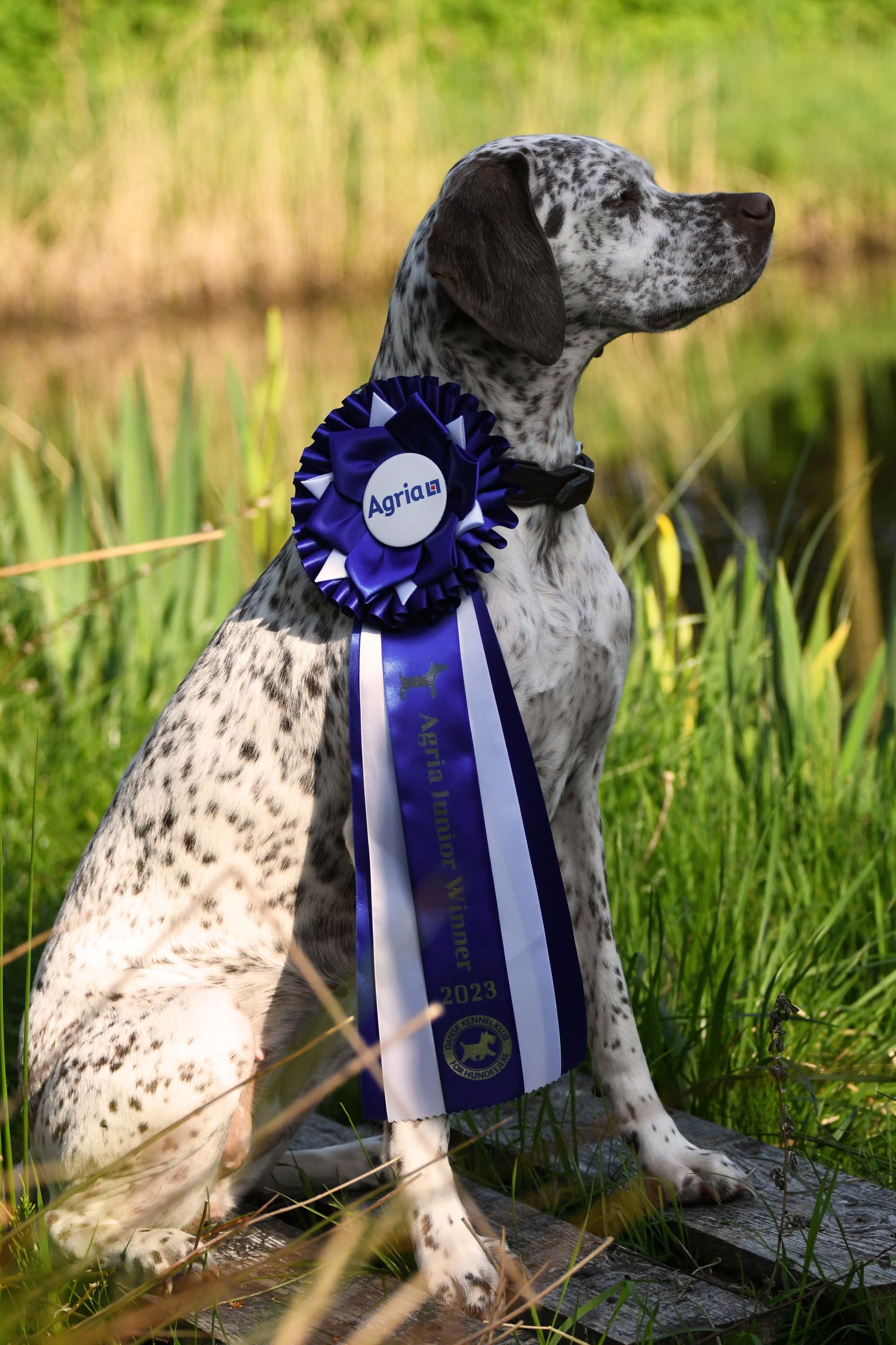 Felicia Fleur vom Elstermann Hof Agria Juinor Winner