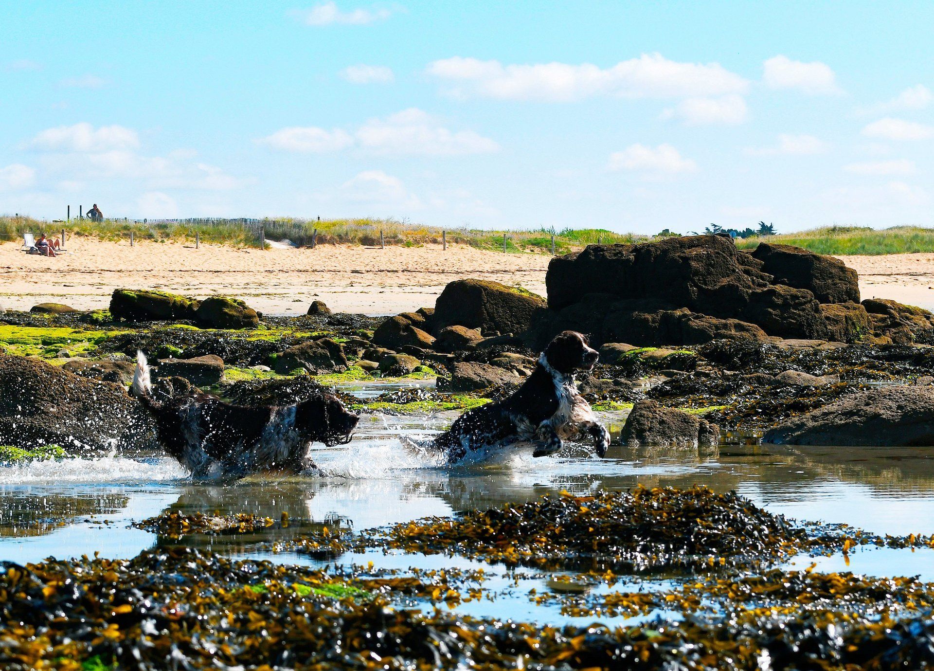 English Springer Spaniel on the beach