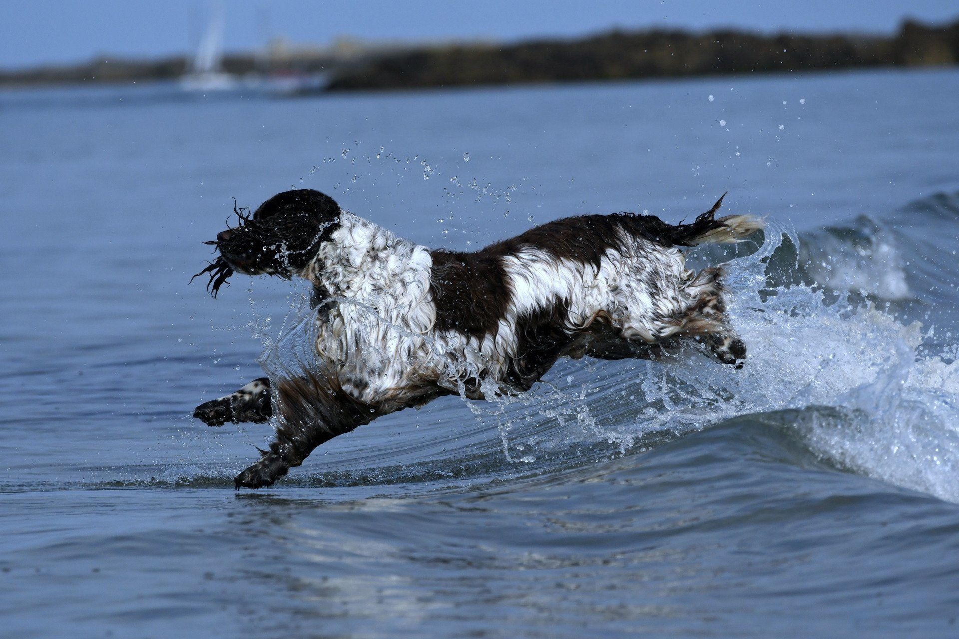 English Springer Spaniel jumping the waves
