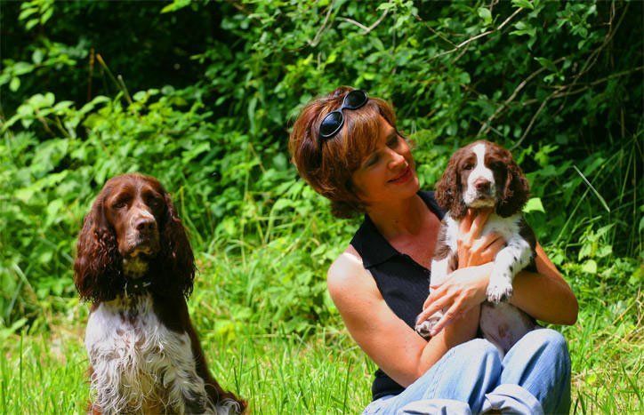 English Springer Spaniel Springfield's B-Wurf