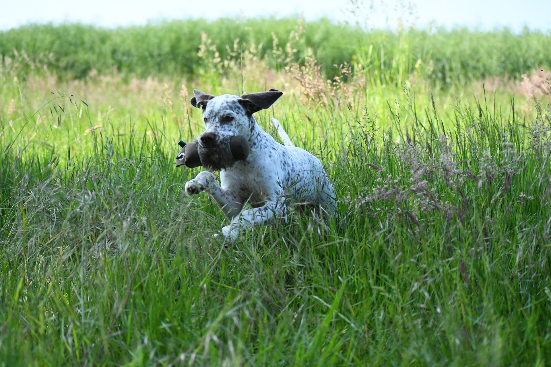 Welpe apportiert - Braque du Bourbonnais