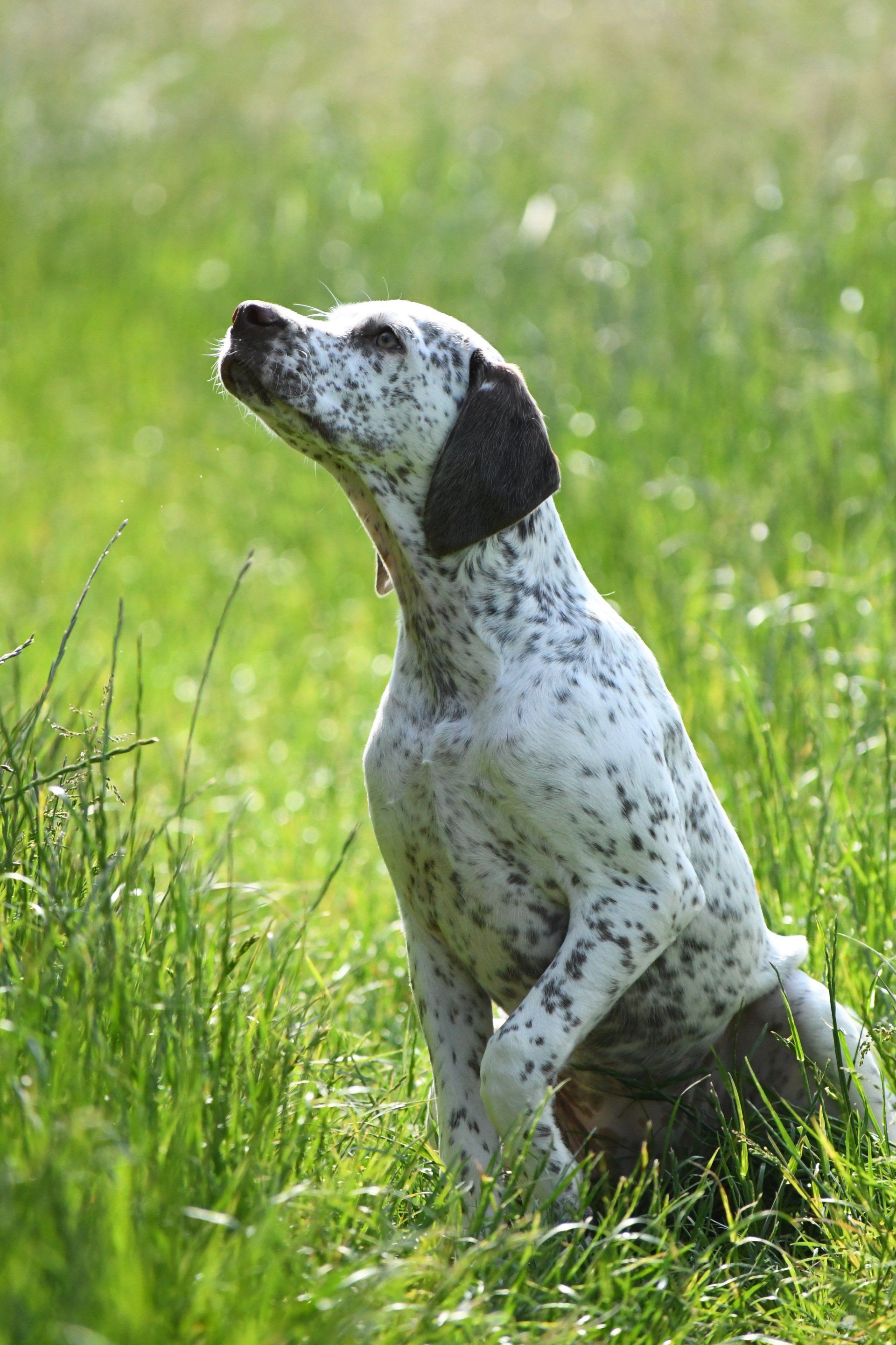 Braque du Bourbonnais - Bourbonnaiser Vorstehhund Welpe