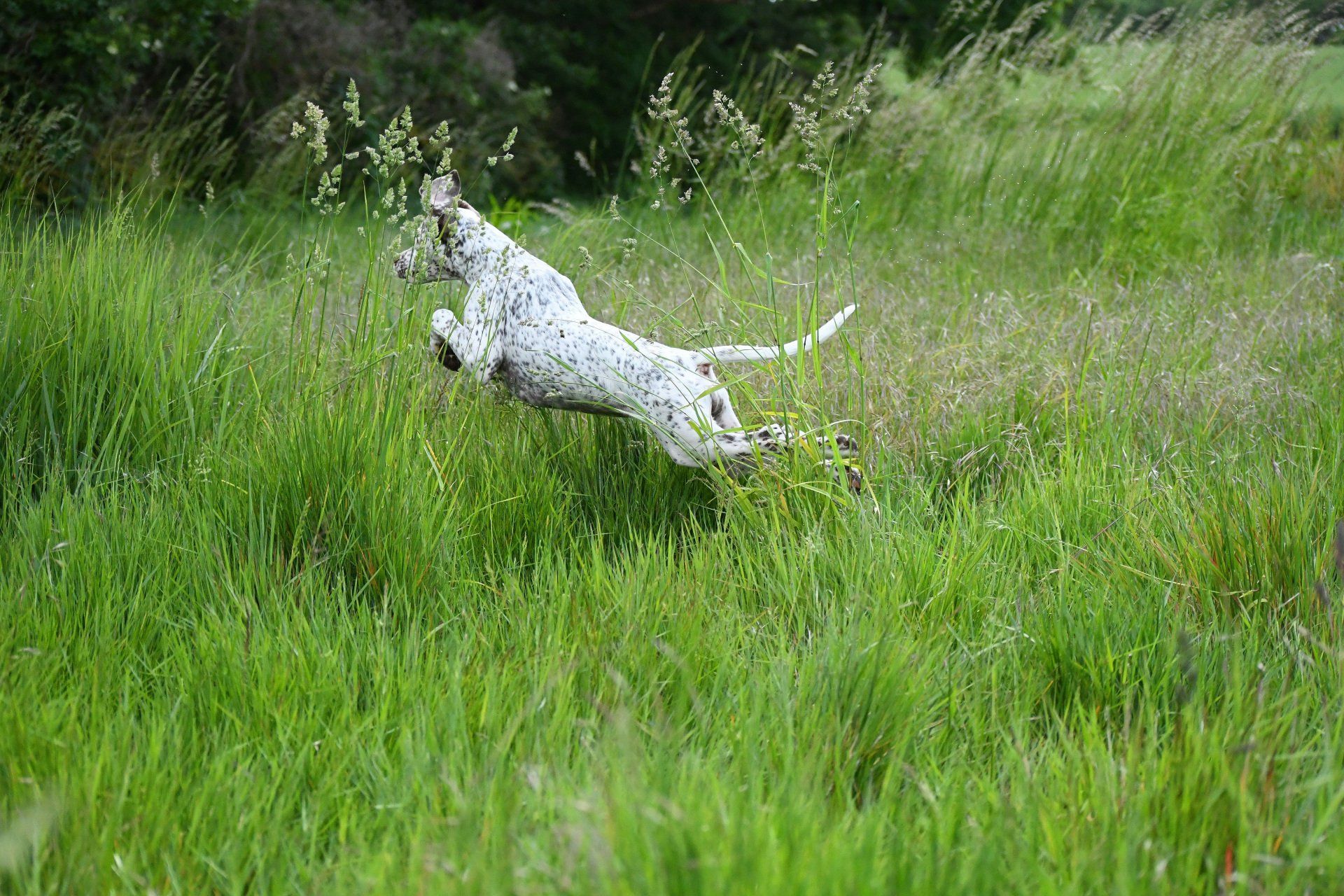 Braque du Bourbonnais - Felicia Welpe