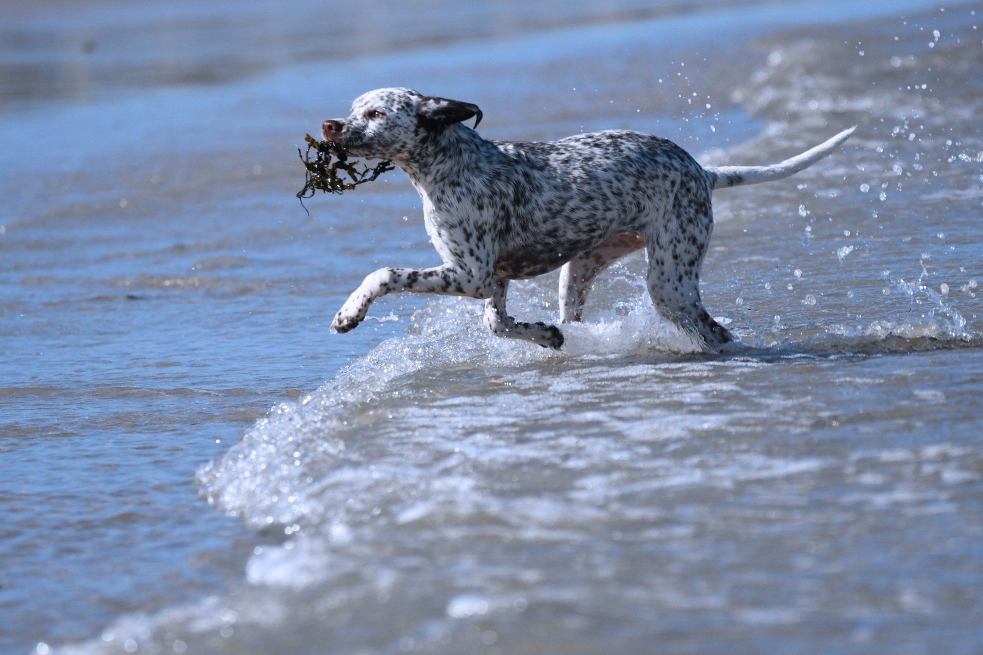 Braque du Bourbonnais