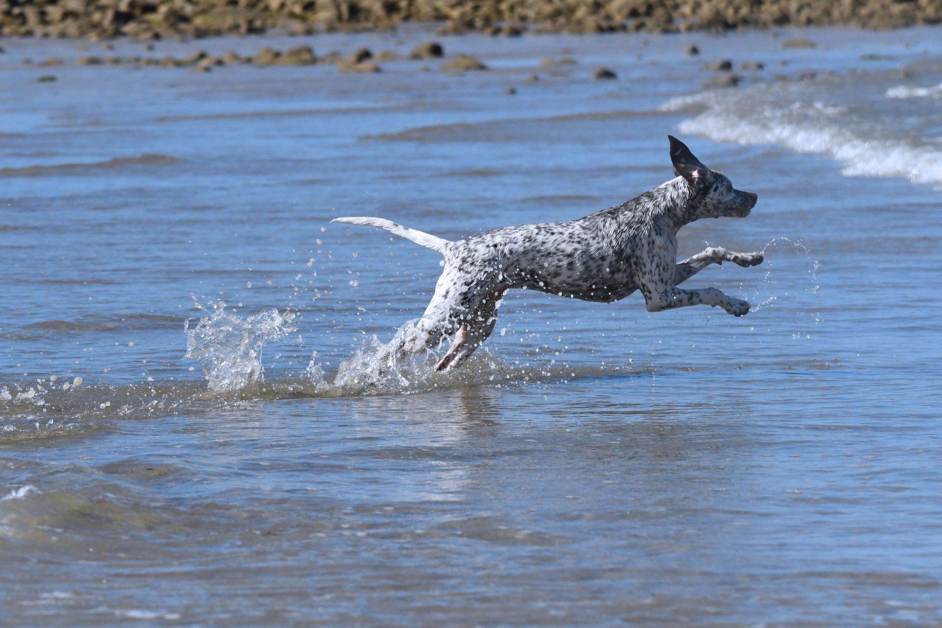 Braque du Bourbonnais
