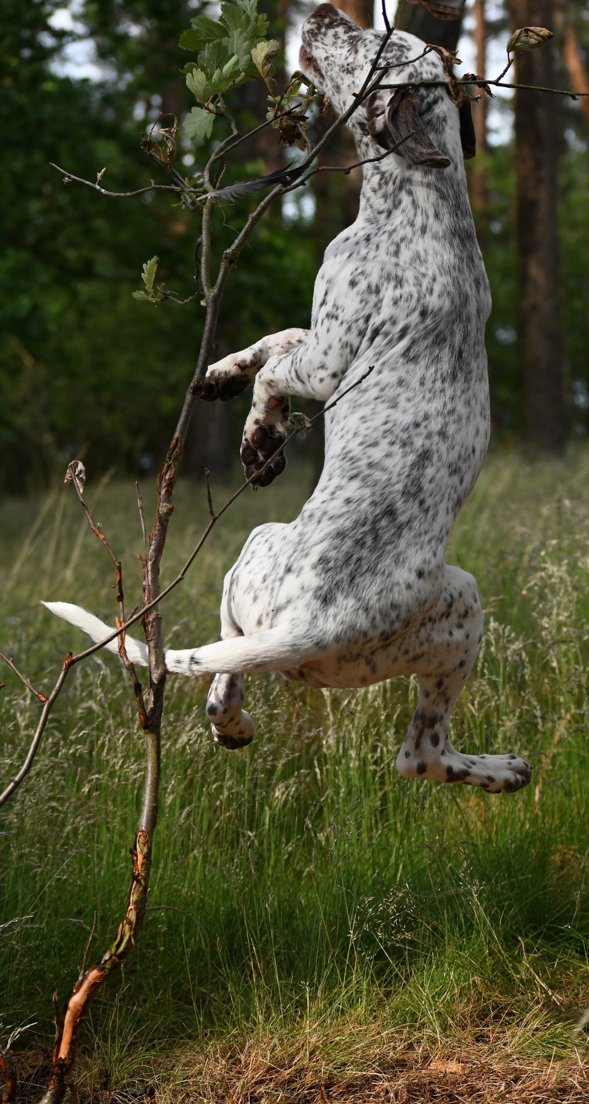 Braque du Bourbonnais Welpe Felicia