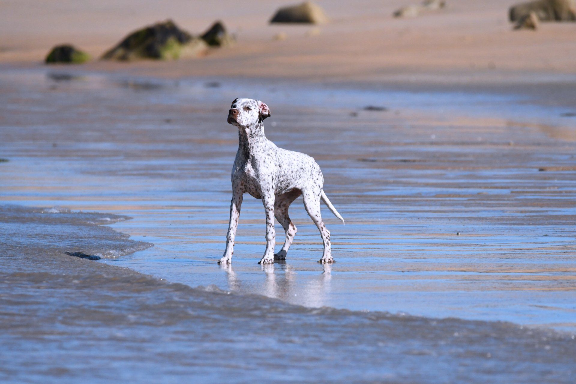 Braque du Bourbonnais