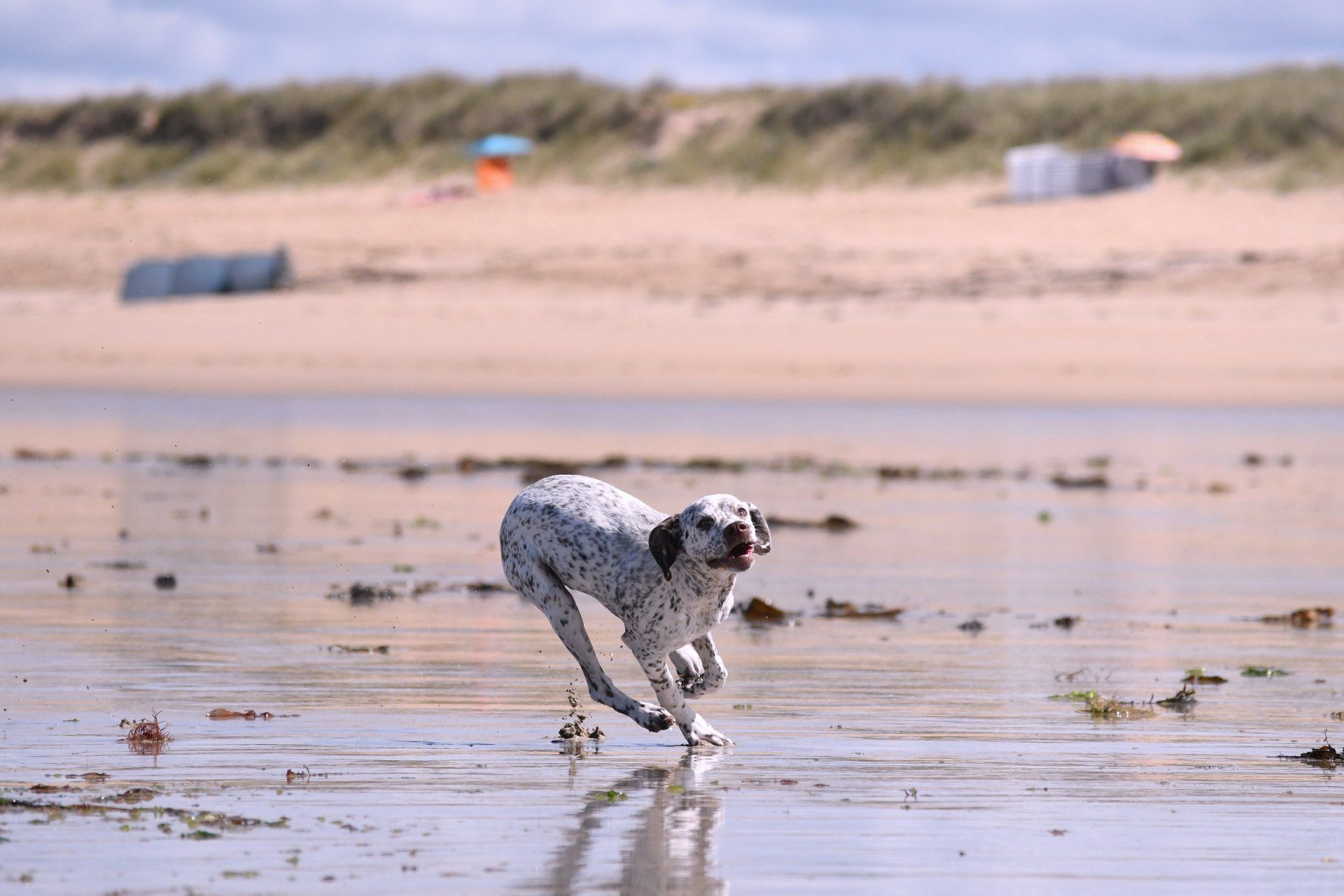Braque du Bourbonnais Welpe Felicia
