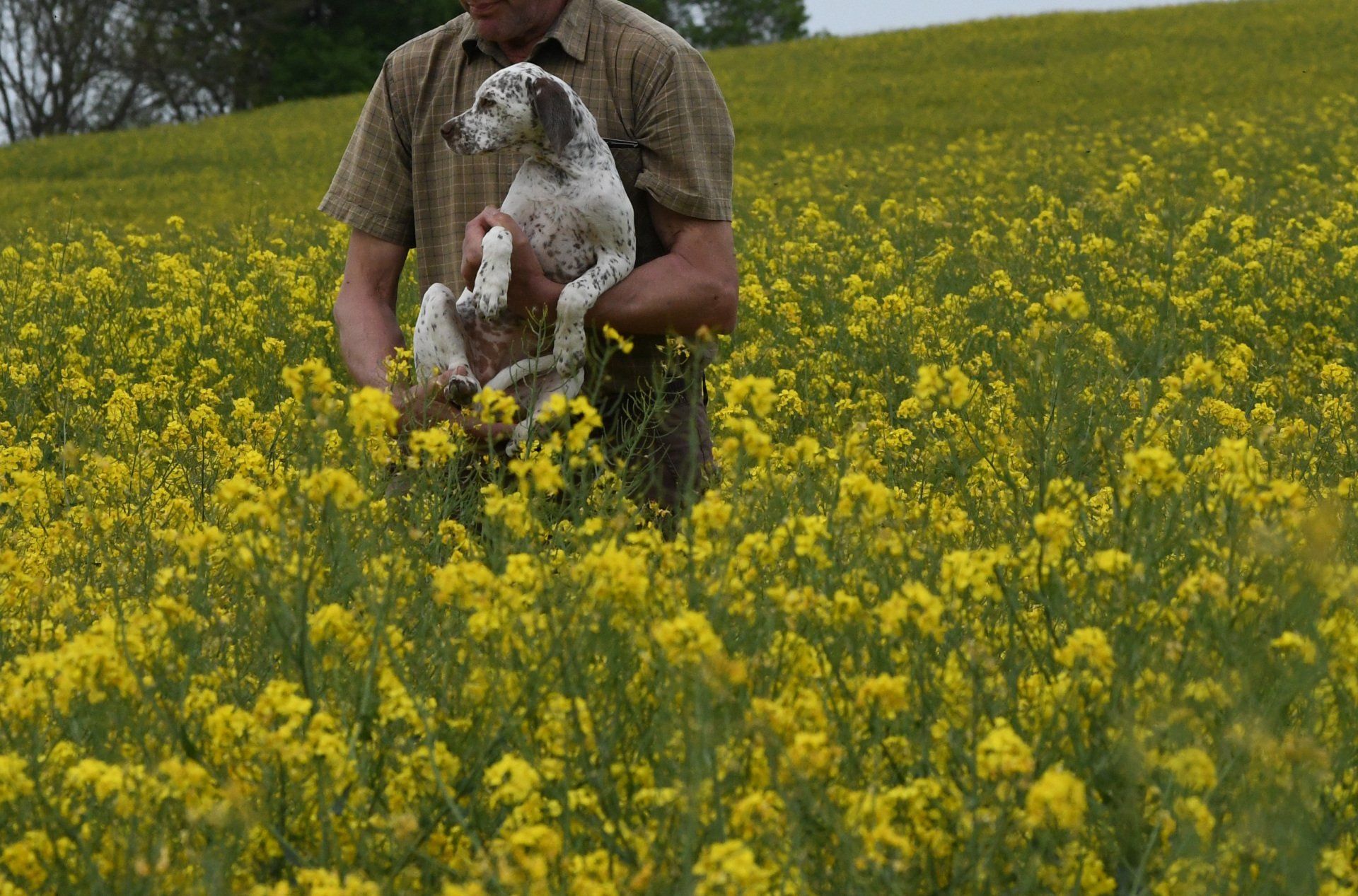 Braque du Bourbonnais Felicia 13 Wochen
