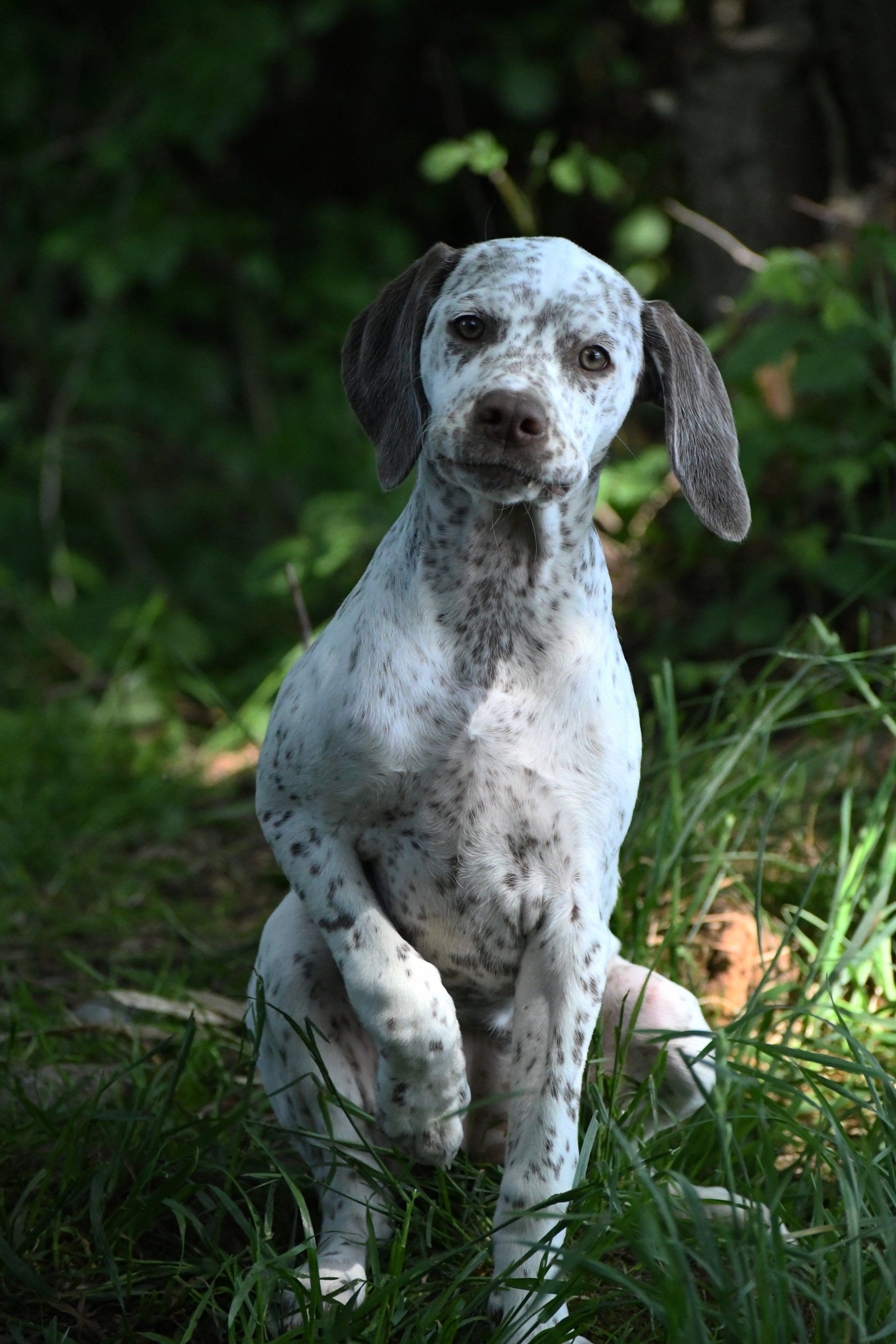 Felicia Fleur vom Elstermann Hof Braque du Bourbonnais