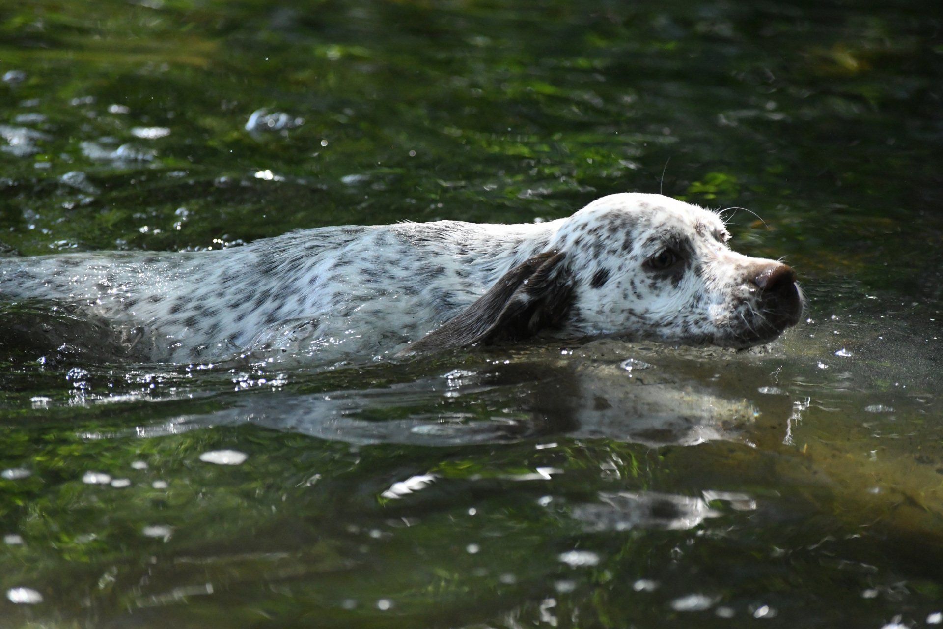 Braque du Bourbonnais Felicia Fleur vom Elstermann Hof 13 Wochen