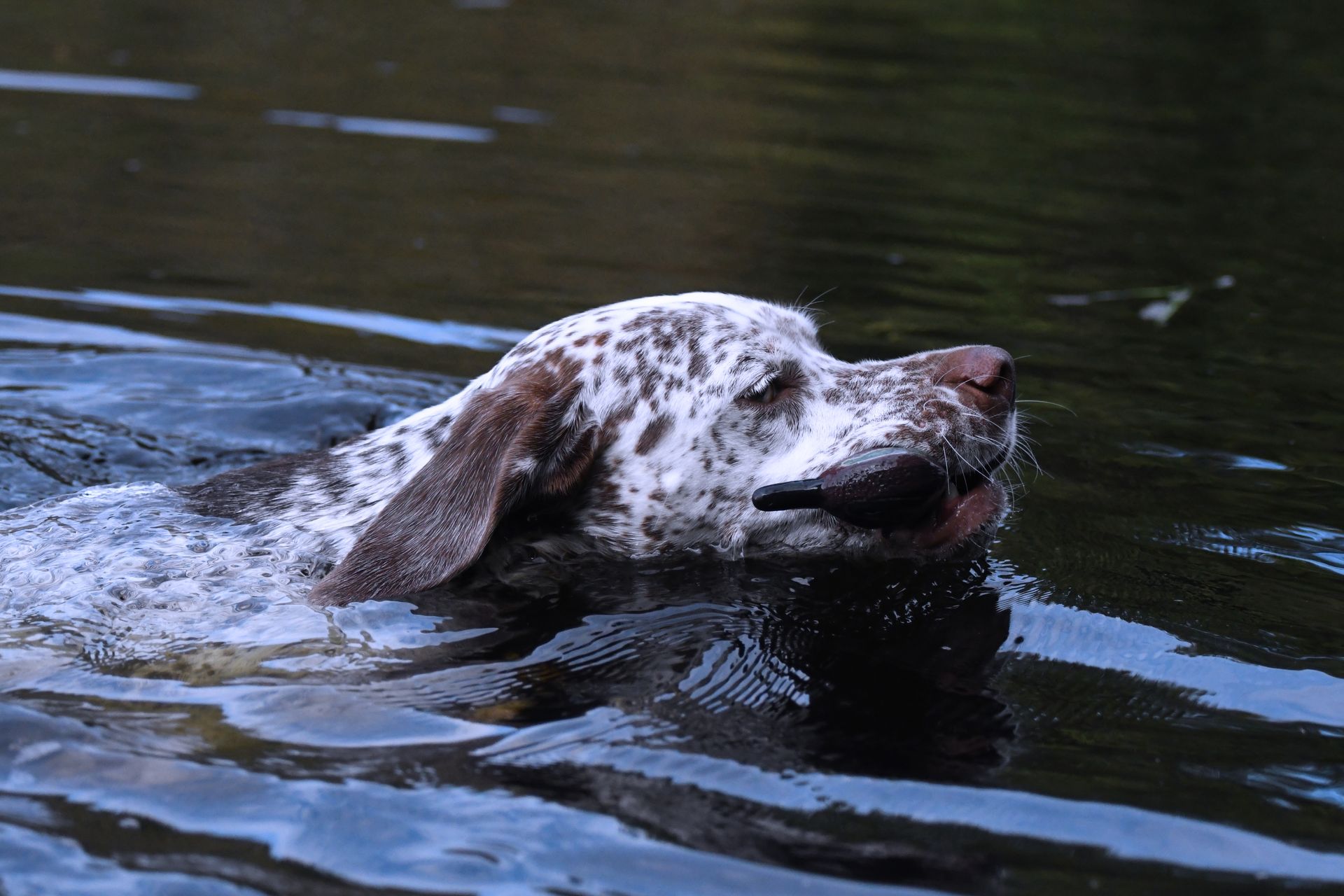 Braque du Bourbonnais Felicia Fleur vom Elstermann Hof