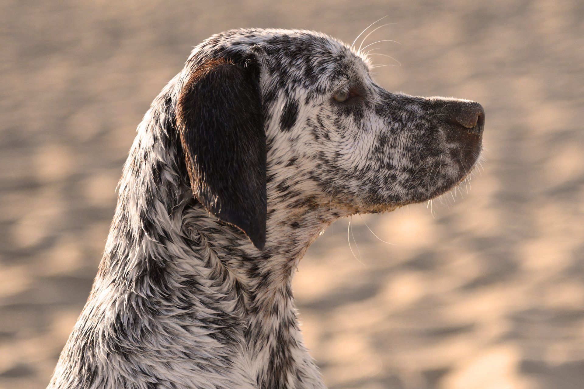 Braque du Bourbonnais Felicia