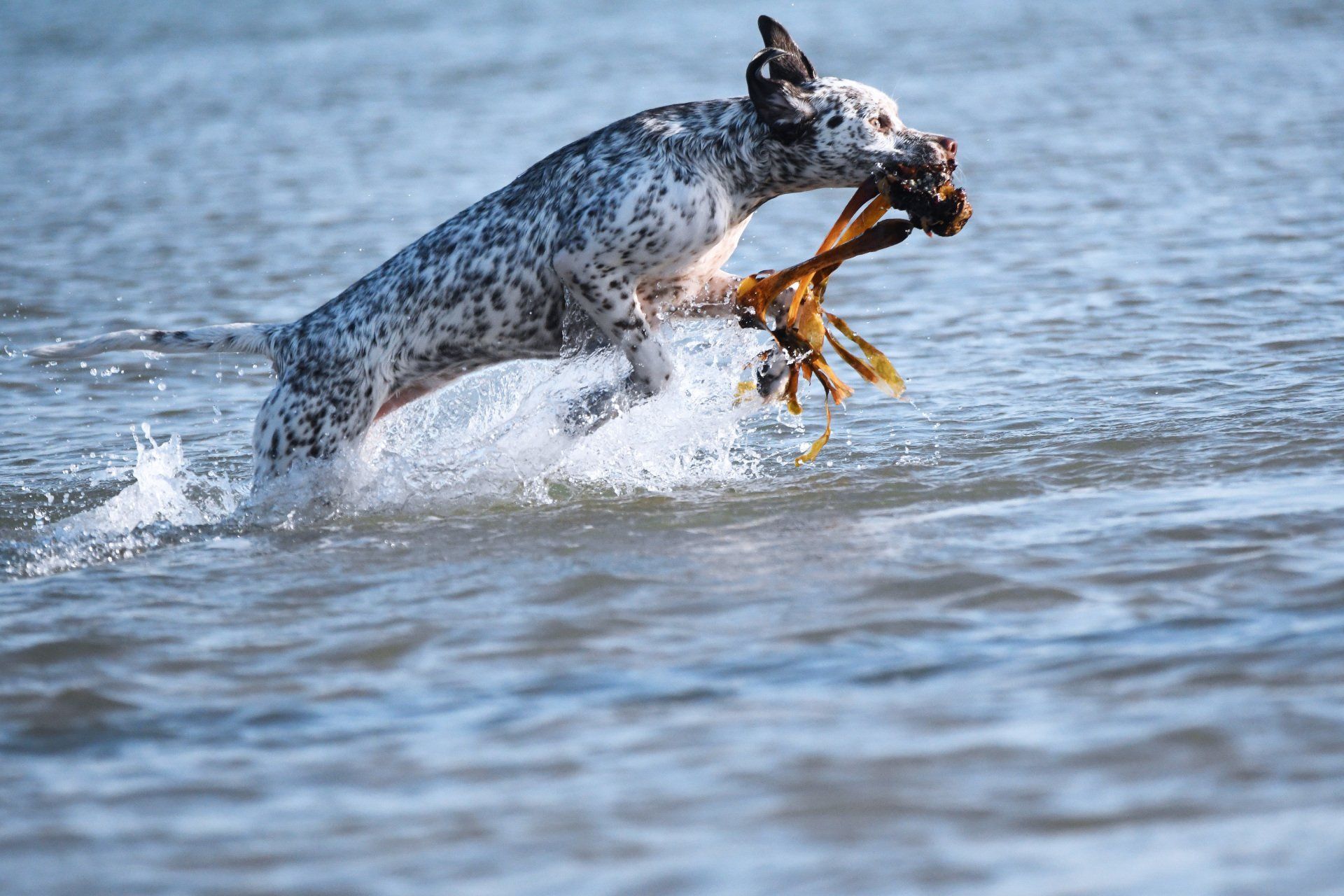 Braque du Bourbonnais Felicia
