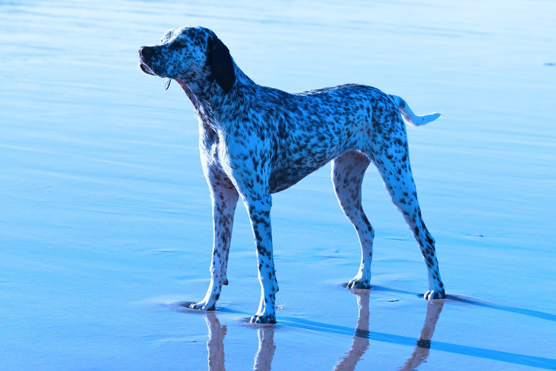 Bourbonnaiser Vorstehhund: Felicia Fleur