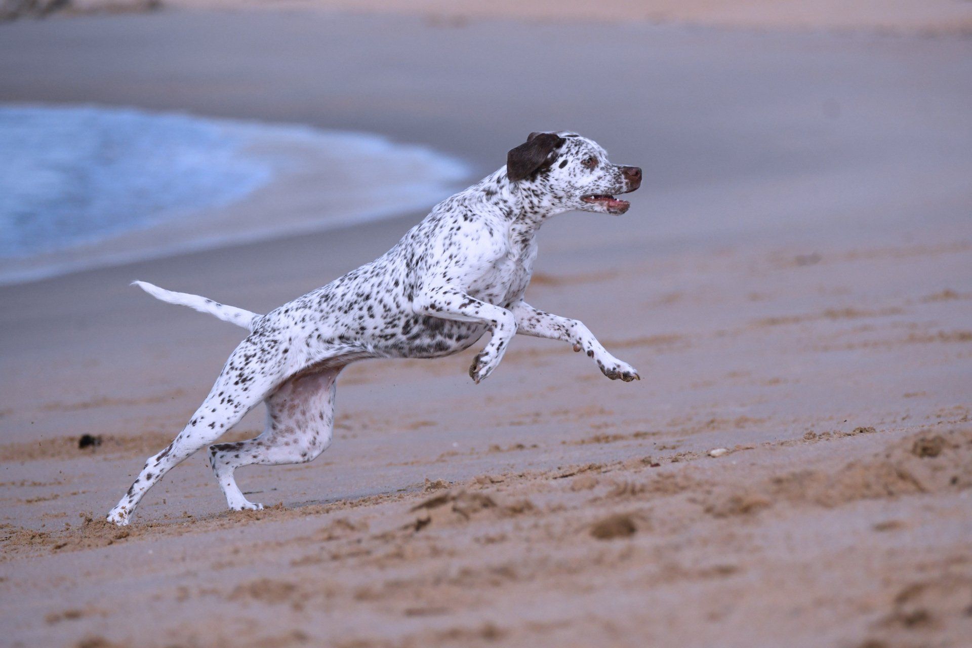 Braque du Bourbonnais